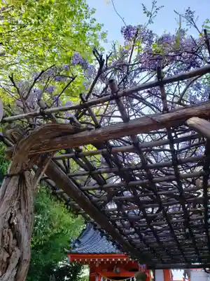 藤神稲荷神社の自然