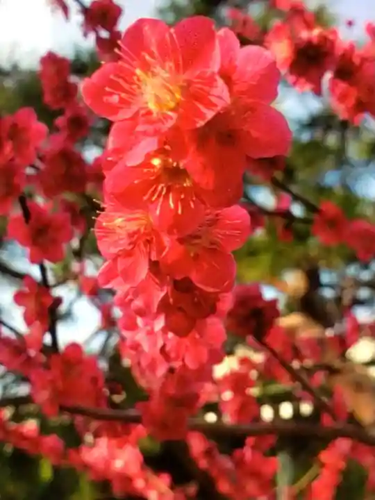 圓照寺(東京都)