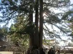 戸隠神社中社の自然