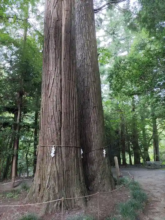 石楯尾神社の自然