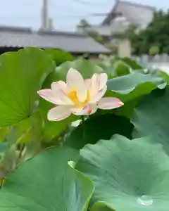 上行寺の自然(2022年08月21日(日) 09時24分29秒投稿)