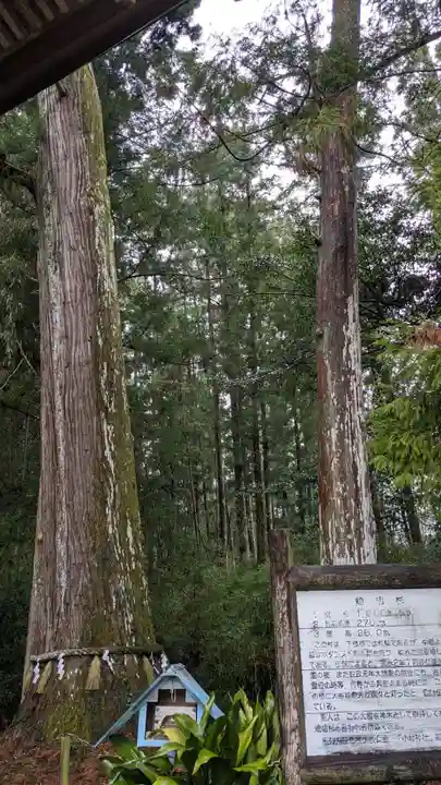 小村神社の自然