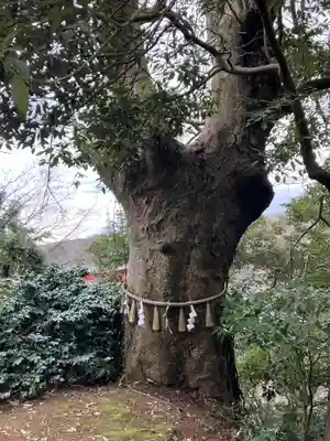 胞姫神社(新潟県)