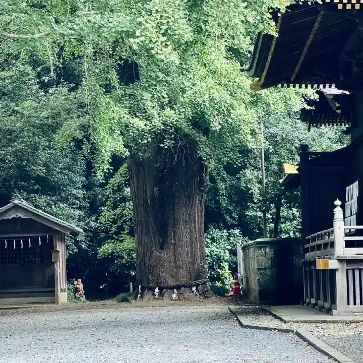 玉敷神社(埼玉県)
