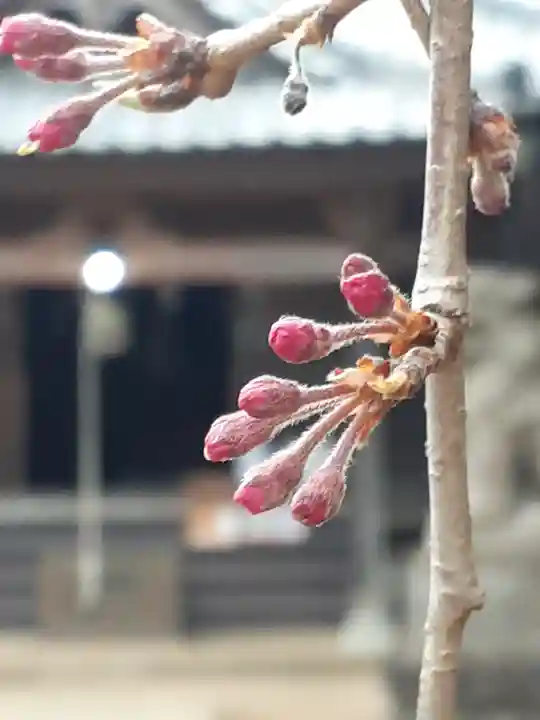 伏木香取神社の自然