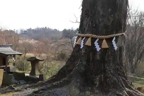 阿久津「田村神社」（郡山市阿久津町）旧社名：伊豆箱根三嶋三社の自然