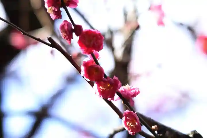 大國魂神社の{uncategorized: "未分類", other: "その他", undefined: "問題あり", building: "その他建物", grave: "お墓", sacred_gate: "鳥居", guardian: "狛犬", statue: "像", buddha: "仏像", history: "歴史", nature: "自然", garden: "庭園", animal: "動物", pagoda: "塔", temizu: "手水舎", mountain_gate: "山門・神門", sanctuary: "本殿・本堂", subordinate: "末社・摂社", art: "芸術", scenery: "景色", jizo: "地蔵", ema: "絵馬", goshuin: "御朱印", omikuji: "おみくじ", items: "授与品その他", amulet: "お守り", goshuincho: "御朱印帳", eats: "食事", festival: "お祭り", votive_dance: "神楽", shichigosan: "七五三参", wedding: "結婚式", experience: "体験その他", initially: "初詣", around: "周辺", anti_infection: "感染症対策"}