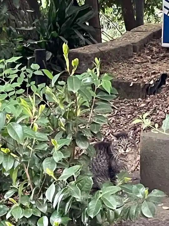 代々木八幡宮の動物