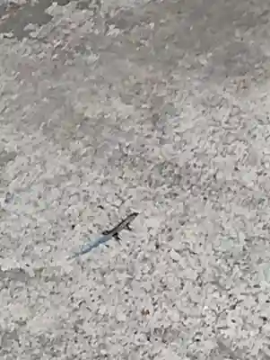 高龍神社(新潟県)