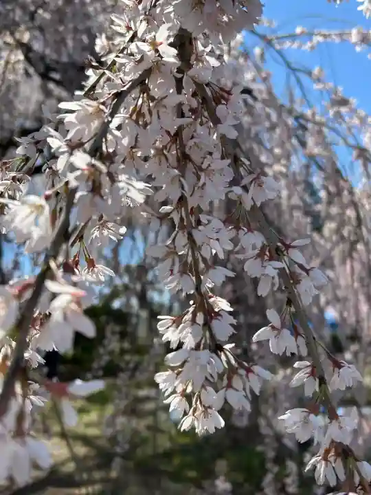 安養寺の{uncategorized: "未分類", other: "その他", undefined: "問題あり", building: "その他建物", grave: "お墓", sacred_gate: "鳥居", guardian: "狛犬", statue: "像", buddha: "仏像", history: "歴史", nature: "自然", garden: "庭園", animal: "動物", pagoda: "塔", temizu: "手水舎", mountain_gate: "山門・神門", sanctuary: "本殿・本堂", subordinate: "末社・摂社", art: "芸術", scenery: "景色", jizo: "地蔵", ema: "絵馬", goshuin: "御朱印", omikuji: "おみくじ", items: "授与品その他", amulet: "お守り", goshuincho: "御朱印帳", eats: "食事", festival: "お祭り", votive_dance: "神楽", shichigosan: "七五三参", wedding: "結婚式", experience: "体験その他", initially: "初詣", around: "周辺", anti_infection: "感染症対策"}