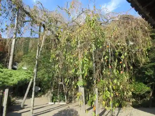 善峯寺の庭園