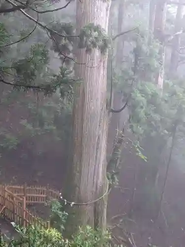 玉置神社の自然