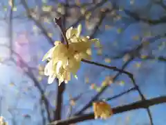 太平山神社の自然