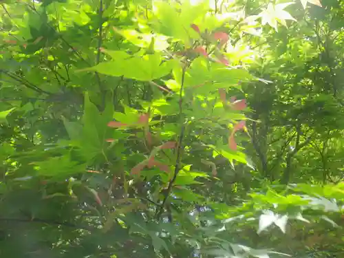 浄光明寺の自然