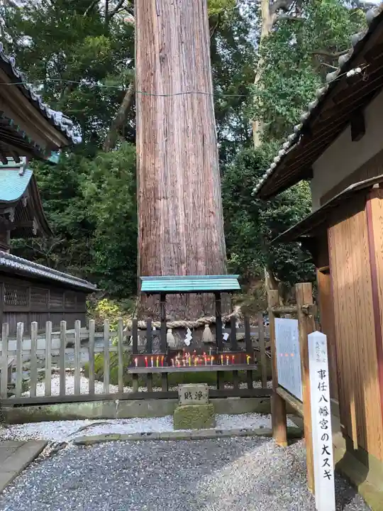 事任八幡宮の自然