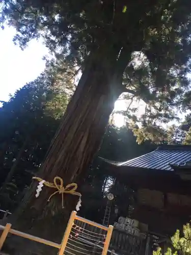 北口本宮冨士浅間神社の自然