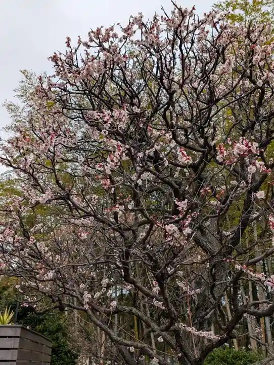 悟心寺(神奈川県)