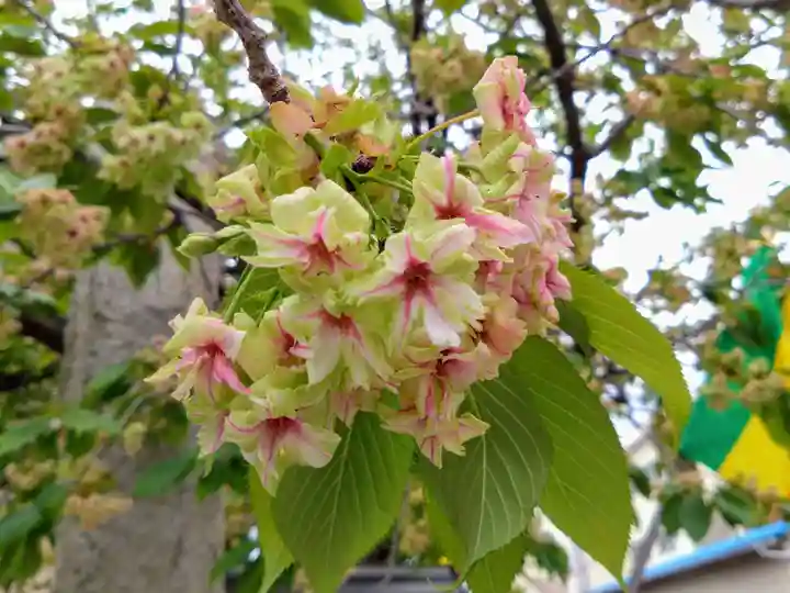 覚照寺(愛知県)