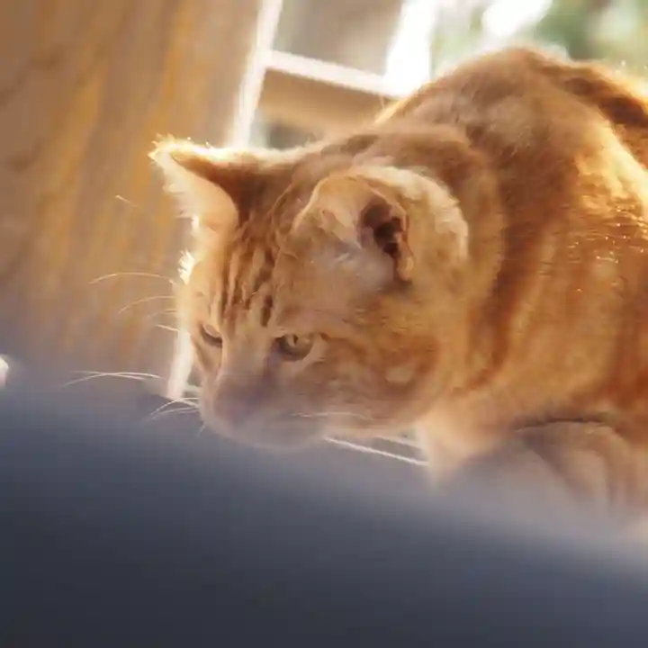 天王山 安楽寺(福井県)