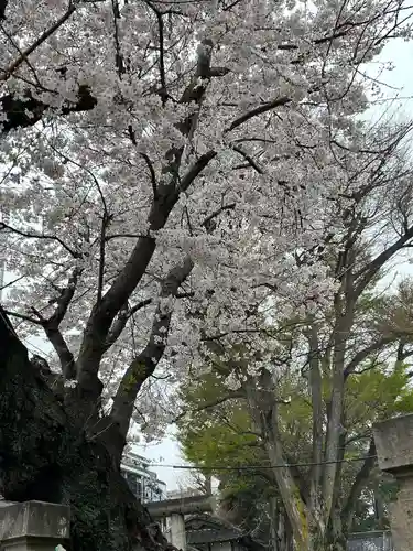 浅間神社の自然