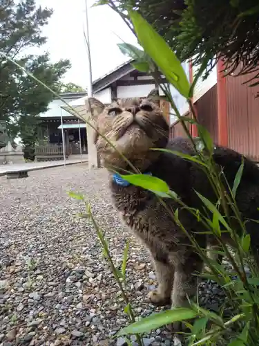 小浜神社の動物