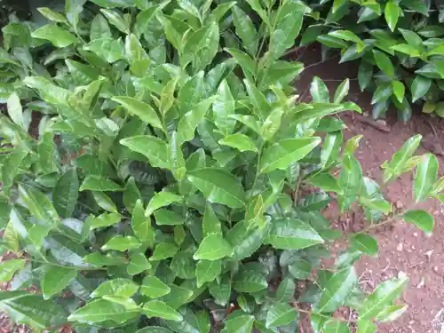 富森稲荷神社(埼玉県)