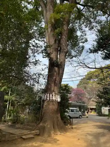代々木八幡宮の{uncategorized: "未分類", other: "その他", undefined: "問題あり", building: "その他建物", grave: "お墓", sacred_gate: "鳥居", guardian: "狛犬", statue: "像", buddha: "仏像", history: "歴史", nature: "自然", garden: "庭園", animal: "動物", pagoda: "塔", temizu: "手水舎", mountain_gate: "山門・神門", sanctuary: "本殿・本堂", subordinate: "末社・摂社", art: "芸術", scenery: "景色", jizo: "地蔵", ema: "絵馬", goshuin: "御朱印", omikuji: "おみくじ", items: "授与品その他", amulet: "お守り", goshuincho: "御朱印帳", eats: "食事", festival: "お祭り", votive_dance: "神楽", shichigosan: "七五三参", wedding: "結婚式", experience: "体験その他", initially: "初詣", around: "周辺", anti_infection: "感染症対策"}