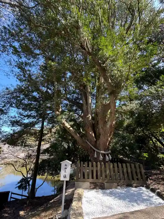 安房神社の{uncategorized: "未分類", other: "その他", undefined: "問題あり", building: "その他建物", grave: "お墓", sacred_gate: "鳥居", guardian: "狛犬", statue: "像", buddha: "仏像", history: "歴史", nature: "自然", garden: "庭園", animal: "動物", pagoda: "塔", temizu: "手水舎", mountain_gate: "山門・神門", sanctuary: "本殿・本堂", subordinate: "末社・摂社", art: "芸術", scenery: "景色", jizo: "地蔵", ema: "絵馬", goshuin: "御朱印", omikuji: "おみくじ", items: "授与品その他", amulet: "お守り", goshuincho: "御朱印帳", eats: "食事", festival: "お祭り", votive_dance: "神楽", shichigosan: "七五三参", wedding: "結婚式", experience: "体験その他", initially: "初詣", around: "周辺", anti_infection: "感染症対策"}