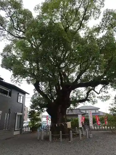 本戸馬場八幡宮の自然