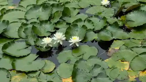 大原野神社(京都府)