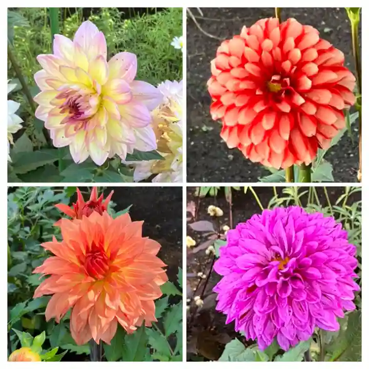 上野東照宮(東京都)