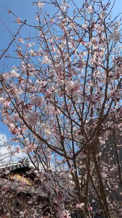妙蓮寺(京都府)