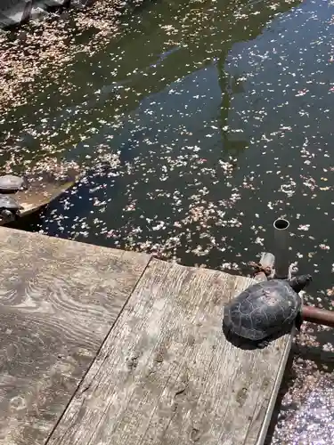 弁財天（下出縄）(神奈川県)