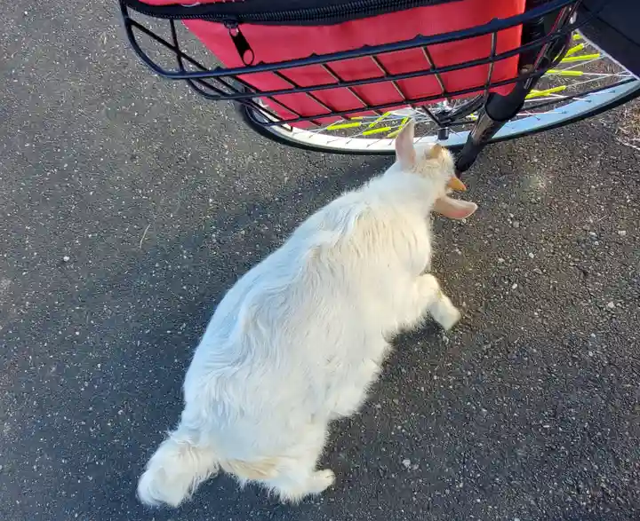 長良神社(邑楽町中野)(群馬県)