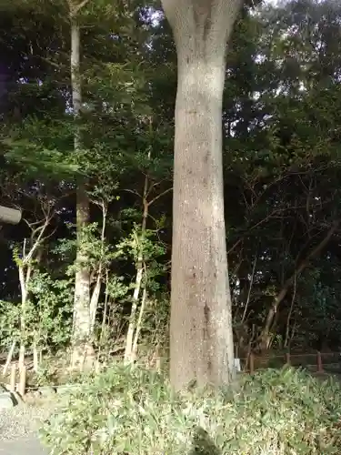 櫻木神社(千葉県)