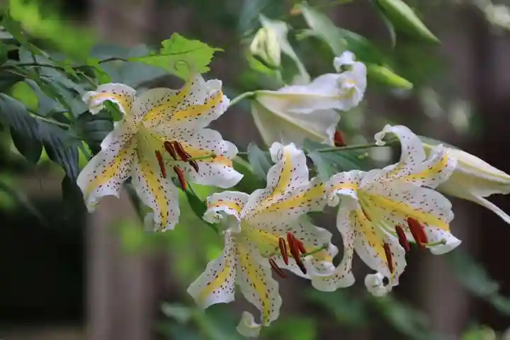 隠津島神社の自然