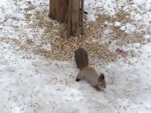 上川神社の動物