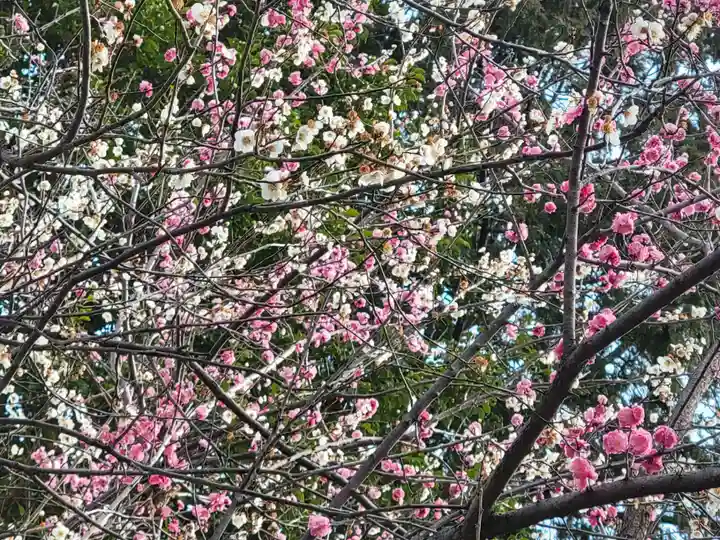 男山八幡宮の自然