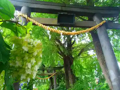 越谷香取神社の鳥居
