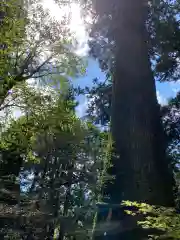 箱根神社の自然