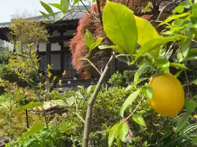 谷中 妙福寺(東京都)