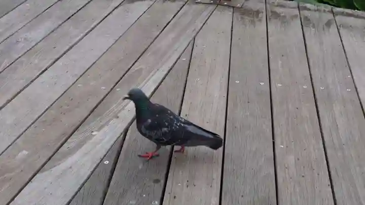 上川神社頓宮の動物