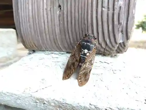 白山神社(福井県)