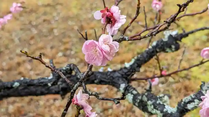長岡天満宮(京都府)