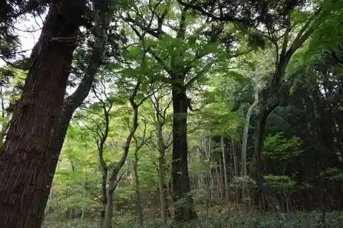大槻熊野神社の自然