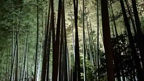 高台寺（高台寿聖禅寺・高臺寺）の自然