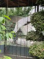 進雄神社の動物