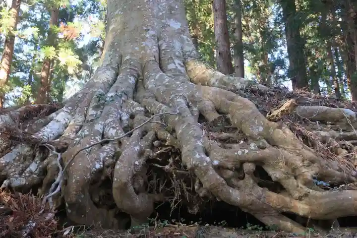 白山比咩神社の自然