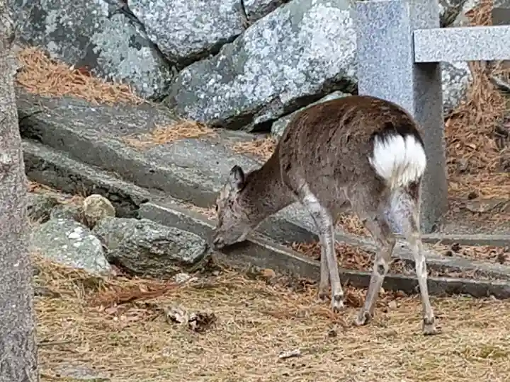 金華山黄金山神社の動物
