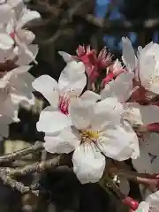 常磐神社の自然